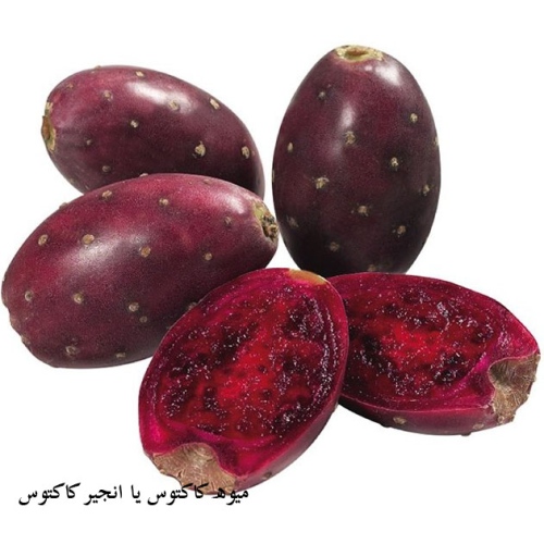 خرید و فروش میوه کاکتوس Prickly pear