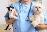 دامپزشکی تهران, کرج, اصفهان, مشهد, رشت ... Veterinary medicine