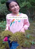 خرید خزه Buying moss