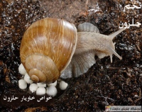خاویار حلزون Snail caviar