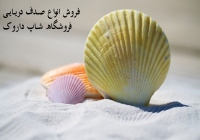 صدف دریایی Seashell