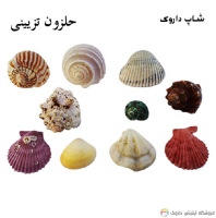 حلزون تزیینی