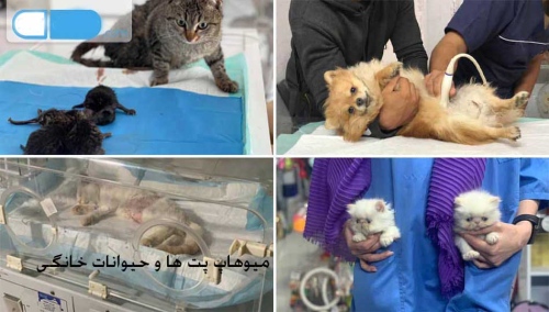 میوهاپ پت ها و حیوانات خانگی
