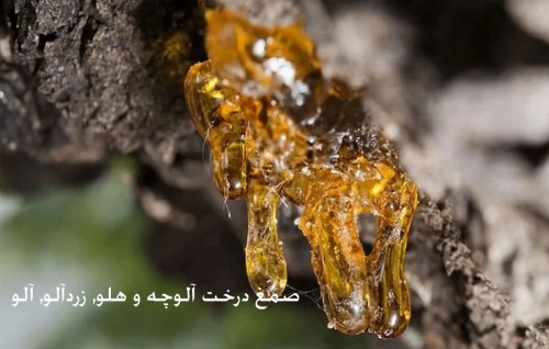 صمغ درخت آلوچه و هلو