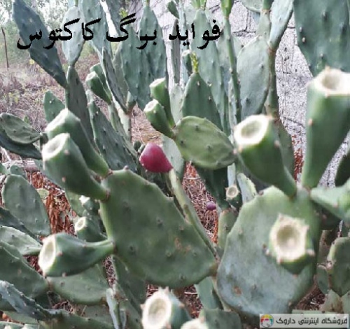 فواید برگ کاکتوس
