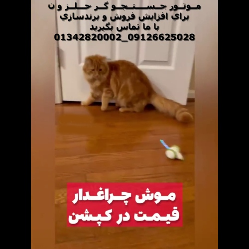 موش چراغ دار برای گربه