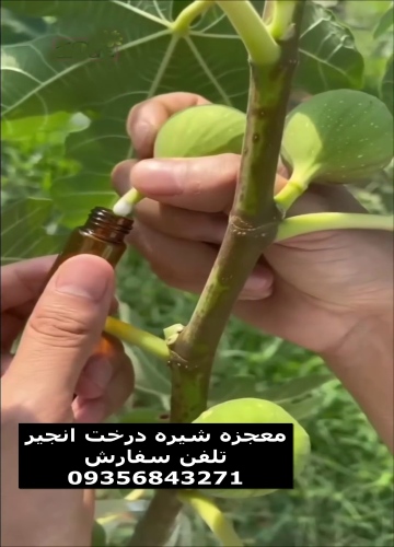 آموزش برداشت شیره درخت انجیر
