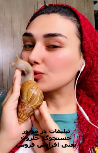 حلزون آچاتینا آلبینو Achatina Albino