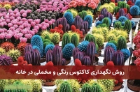 کاکتی استور cactistore گیاه زینتی کاکتوس