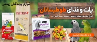 پاروتستان parrotestan