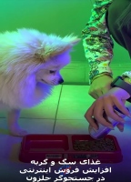 غذای خشک گربه و سگ