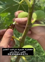آموزش برداشت شیره درخت انجیر