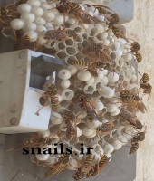 لانه زنبور وحشی