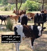 پرورش گاوهای محلی شمال ایران